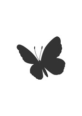 Vector hand drawn butterfly illustration design. insect vector design .