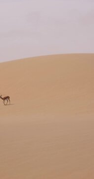 Video of two springboks with horns in on a sand dune in Namib desert in Namibia