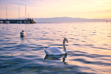 White swan on Ohrid lake on sunset 09.04.2024