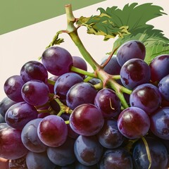 Red grapes concept illustration food plant nature concept