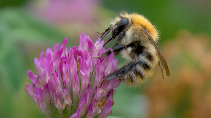 Une abeille sur une fleur