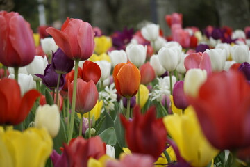 tulipanes en pamplona