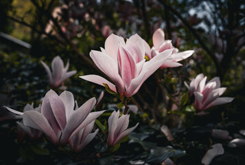 pink flowers of magnolia in secret dark garden 