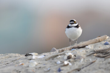 Wader or shorebird, little ringed plover (Charadrius dubius) on the beach.