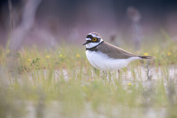 Wader or shorebird, little ringed plover (Charadrius dubius) on the beach.