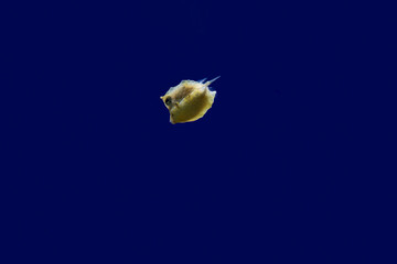 Young boxfish - the angular bony shell is clearly visible