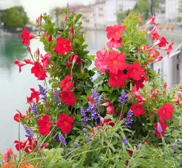 mandevilla and salvia flowers, floral decoration in a flower pot, old town Thun - 780889543