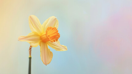Solitary daffodil blooms against a soft spring pastel background