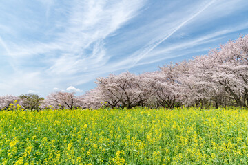 Showa Memorial Park (Showa Kinen Koen) in spring, Tachikawa, Tokyo, Japan - 780890913