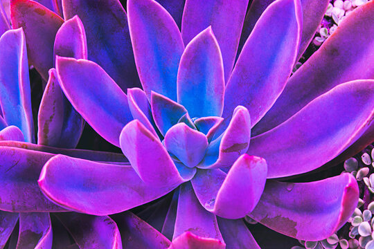 A purple cactus with a blue center, vivid magic purple color cactus background