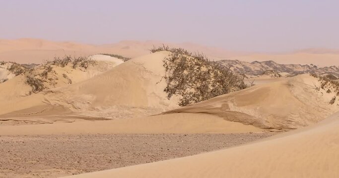 Video of a springbok with horns running along a sand dune in Namib desert in Namibia