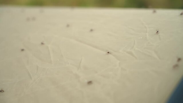The camping tent is covered with winged ants. Risk of irritation, disturbance or insect bites in nature. Close up