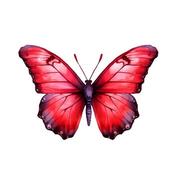 Transparent red butterfly with dark edges, isolated on white