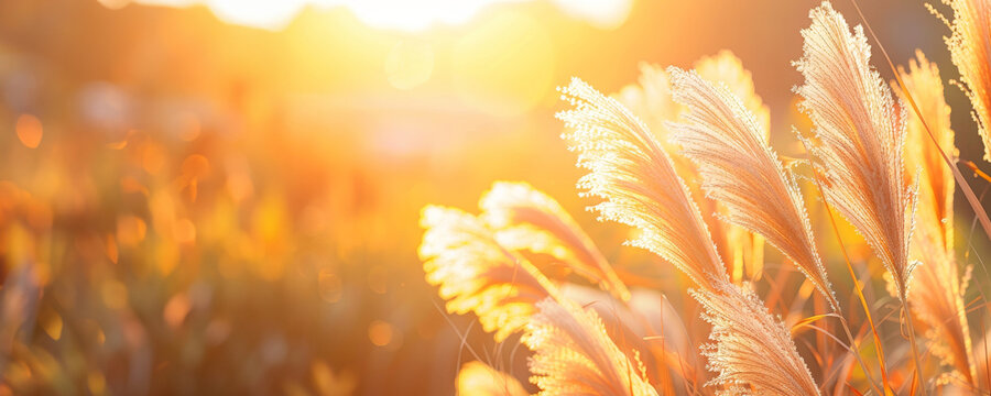 Close-up view of pampas grass blowing in the wind on a sunny evening