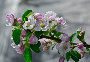 kwitnąca jabłoń, Kwiaty jabłoni w ogrodzie wiosną, kwiaty na gałązce jabłoni wiosną, Malus domestica, blooming apple tree, Pink and white apple blossom flowers on tree in springtime
