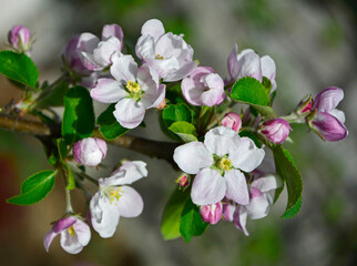 Obraz na płótnie Canvas kwitnąca jabłoń, Kwiaty jabłoni w ogrodzie wiosną, kwiaty na gałązce jabłoni wiosną, Malus domestica, blooming apple tree, Pink and white apple blossom flowers on tree in springtime 