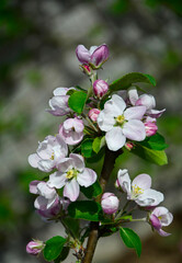 Obraz na płótnie Canvas kwitnąca jabłoń, Kwiaty jabłoni w ogrodzie wiosną, kwiaty na gałązce jabłoni wiosną, Malus domestica, blooming apple tree, Pink and white apple blossom flowers on tree in springtime 