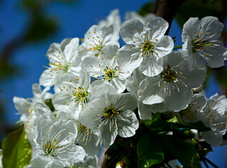 kwitnąca czereśnia, Kwiaty czereśni w ogrodzie wiosną, kwiaty na gałązce czeresni wiosną, blooming cherry tree branch, white cherry blossom flowers on tree in springtime, Prunus avium - obrazy, fototapety, plakaty