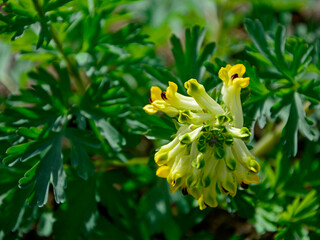 Kokorycz syberyjska, kwitnąca kokorycz, Corydalis nobilis, Siberian corydalis