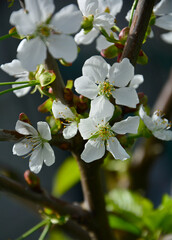 kwitnąca czereśnia, Kwiaty czereśni w ogrodzie wiosną, kwiaty na gałązce czeresni wiosną, blooming cherry tree branch, white cherry blossom flowers on tree in springtime, Prunus avium - obrazy, fototapety, plakaty