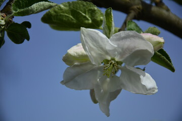 kwitnąca jabłoń, Kwiaty jabłoni w ogrodzie wiosną, kwiaty na gałązce jabłoni wiosną, Malus domestica, blooming apple tree, white apple blossom flowers on tree in springtime
 - obrazy, fototapety, plakaty