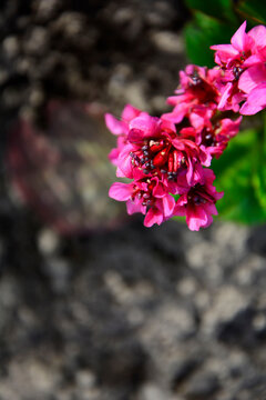 różowe kwiaty bergenii, Bergenia sercolistna odmiana "Flirt", Bergenia cordifolia, pink purple flowers bergenia bloom in the garden in early spring, variety "flirt"	