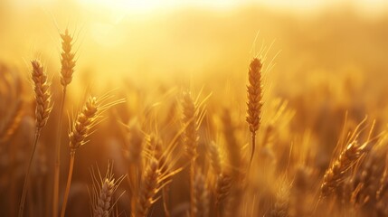 The Golden Wheat Field