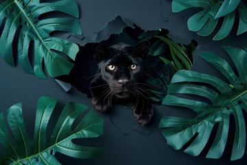 Fotobehang A black panther peers through a torn hole surrounded by lush monstera leaves, conveying a sense of mystery and wilderness © Fxquadro