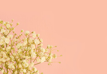 Obraz na płótnie Canvas Small white flowers of gypsophila flowers on pastel pink background with copy space. White flowers, gypsophila, Baby's Breath. Happy Women's Day, Wedding, Mother's Day, Easter, Valentine's Day. 