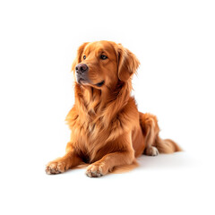 Brown Dog Resting on White Floor. Generative AI