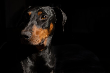 Portrait of a one year old black and red Doberman Pinscher on black background