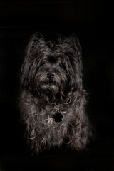 Portrait of a purebred Cairn Terrier, 12 years old