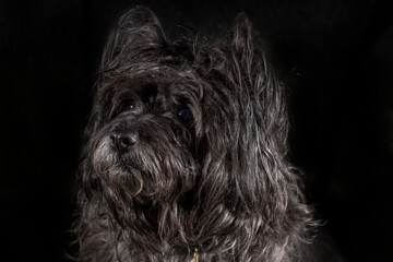 Portrait of a purebred Cairn Terrier, 12 years old