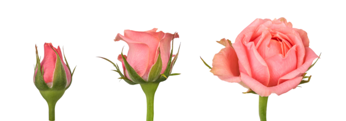 Blooming stages of pink rose flower isolated on transparent background. Set of Several pink rose flowers of different sizes. Flower evolution concept.