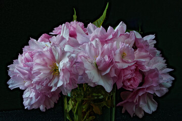 Cherry blossoms photographed close up.