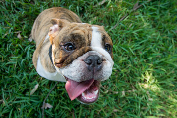 Obraz premium English Bulldog Pet portrait best friend studio photoshoot