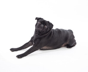 Black pug Pet portrait best friend studio photoshoot