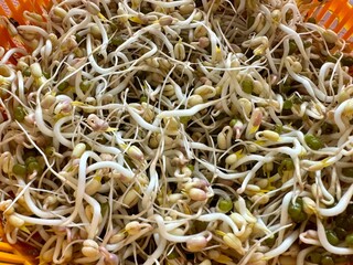 Mound of sprouted mung beans with small roots for eating an orange bowl. Concept of diet, vegetarianism, vegan, healthy products and proper nutrition. Close-up.