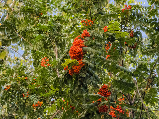 Bunches of rowan sway in the wind. Medicinal plant. European mountain ash Sorbus aucuparia