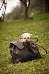 Pocket poodle Pet portrait best friend studio photoshoot