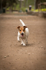Jack Russell Terrier Pet portrait best friend profesional portrait studio photoshoot