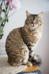 Naklejka na ściany i meble Cat Pet portrait best friend studio photoshoot