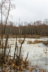 A swampy area in a wild forest. The water is covered with melting ice and snow. Lots of trees and reeds. Cloudy spring weather like autumn. Nature landscape background