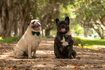 French bulldog and pug couple Pet portrait best friend studio photoshoot