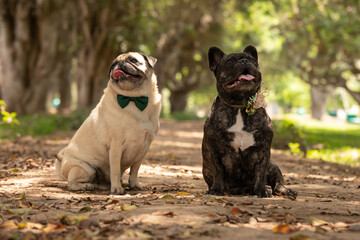 French bulldog and pug couple Pet portrait best friend studio photoshoot