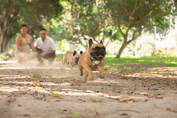 French bulldog running Dog Pet portrait best friend studio photoshoot