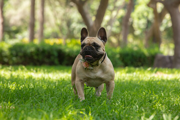 French bulldog LIttle lap dog small breed in the grass in the park Lima Peru