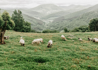 Nice sheep grazing