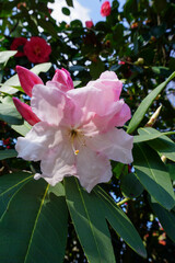 flowering rhododendron shrub in spring bloom. pretty pale pink flowers in garden 
