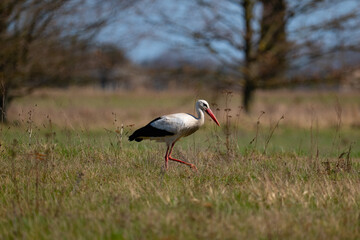 Stork on the meadow